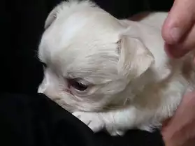adorable chiot type chihuahua