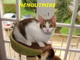 HENOUTMIRE - femelle