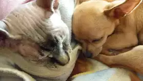 Saillie Chihuahua contre un chiot