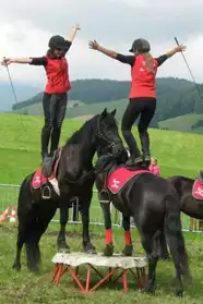 Elevage de chevaux Mérens