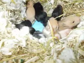 Beaux bébés hamsters syriens