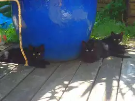Donne 3 chats noirs