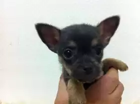 vend chiot type chihuahua