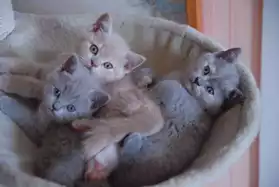 Magnifiques chatons british shorthair