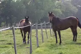 pension chevaux/poneys