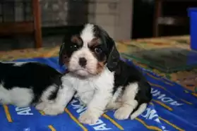Chiots cavalier king charles disponible