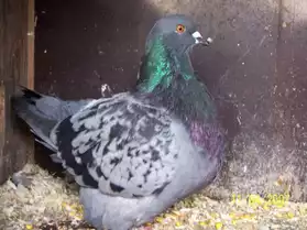 pigeon d'ornement