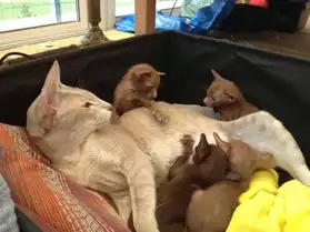 chatons orientaux chocolat