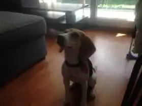 Beagle Femelle 10 Mois