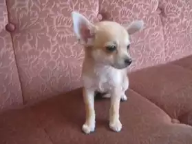 a donner chiot type chihuahua femelle