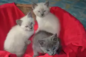 Adorables chatons