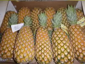 Disponible de l'ananas frais