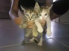 donne chatons croisés siamois 2 femelles