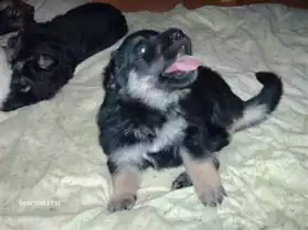 2 Chiots type Berger Allemand