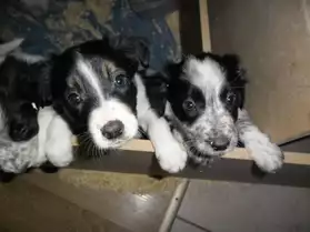 chiots type border collie