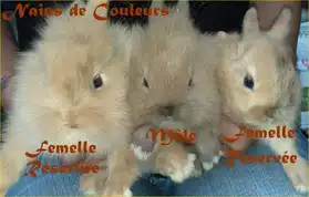 Bébés lapins nains