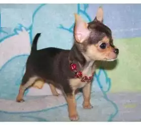 Chiot Type Chihuahua