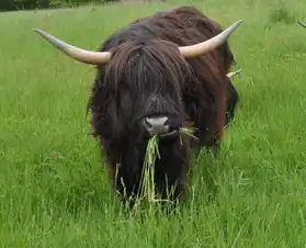 Highlands vache noire, vache rousse