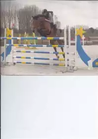 cheval de sport cso