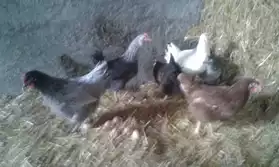Jeunes poules pondeuse en début de ponte