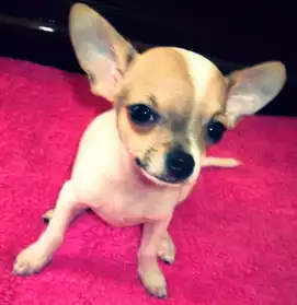 Chihuahua Femelle pour saillie