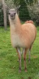 Jeune lama mâle sevré