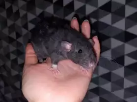 Jeunes rattes (rats) femelles à adopter