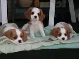 adorables chiots cavlier king charles d