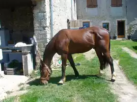 magnifique jeune cheval