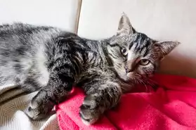 A adopter chatte tigréé de 6 mois