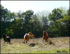 Chevaux et poneys à monter gratuitement