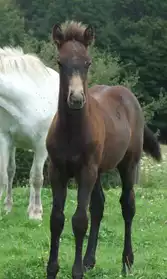 poney Connemara de 2 ans A VENDRE