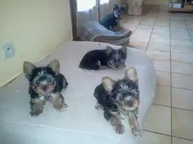 Chiots Yorkshire
