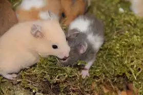 splendide bébés hamster syriens