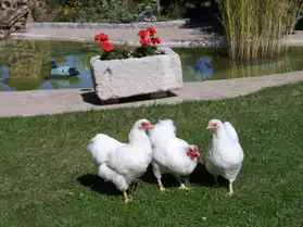 poules naine wyandotte blanche