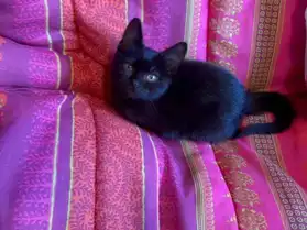 jolie chatonne noire de 3 mois