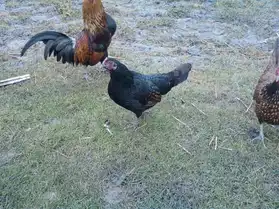 poule et coq