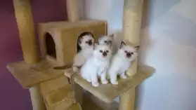 Superbes chatons sacré de Birmanie