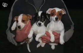A Donner Chiot Jack russel