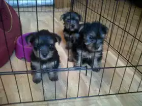 CHIOTS TYPE YORKSHIRE
