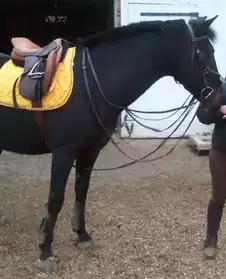 tf trotteur français cheval selle noir