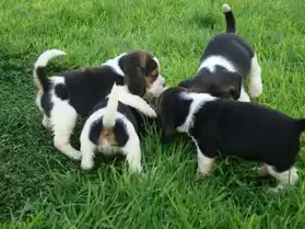 Magnifique chiots beagle disponible