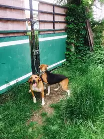 Chiots type beagle harrier