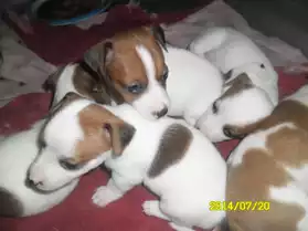 Chiots Jack Russell non LOF