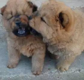 chiots type chowchow non lof