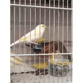 Canari mosaïque jaune