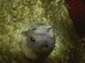 hamster russe