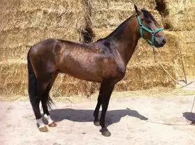 cheval lusitanien isabelle 5 ans pleins