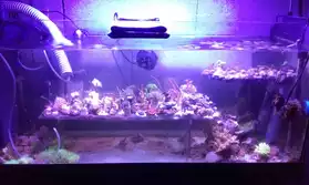 Plantes pour aquarium eau de mer