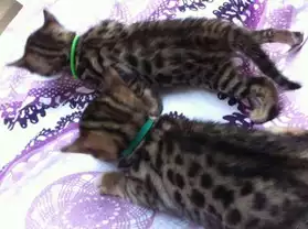 magnifiques chatons bengal a donner